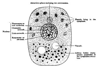 333x225 General Sketch Of The Cell - Cell Sketch