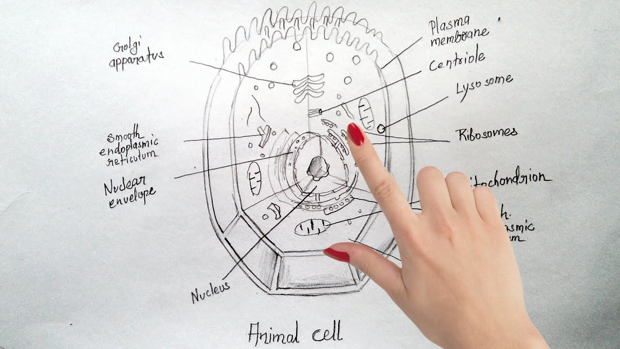 1280x720 How To Draw Animal Cell Step By Step Tutorial For Beginners - Cell Sketch