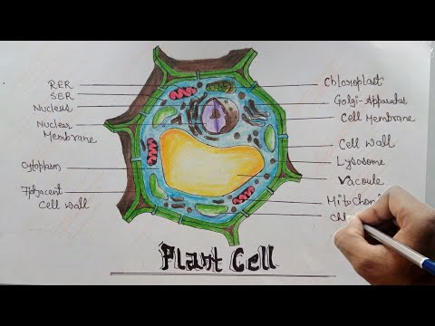 480x360 How To Draw Diagram Of Plant Cell Step By Step For Beginners - Cell Sketch