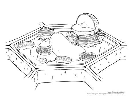 453x350 Plant Cell Diagram - Cell Sketch