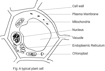 407x276 Class Eight Science Cell Ncert Exercise Solution - Cell Sketch