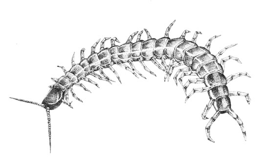 550x340 Centipede By Nangke - Centipede Sketch