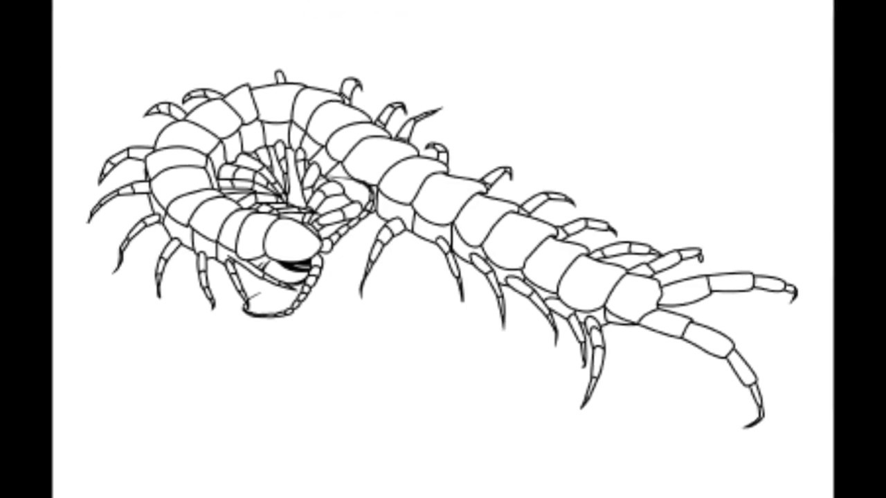 1280x720 How To Draw A Centipede - Centipede Sketch