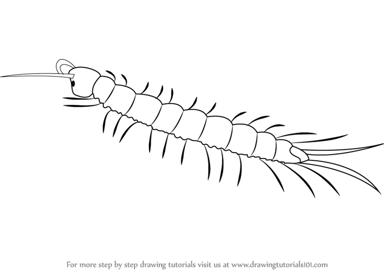 800x562 Learn How To Draw A Centipede (Insects) Step By Step Drawing - Centipede Sketch