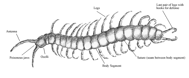 650x270 Millipedes Of Petroglyph - Centipede Sketch
