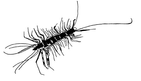 480x278 Centipede Drawing Not Shallow - Centipede Sketch