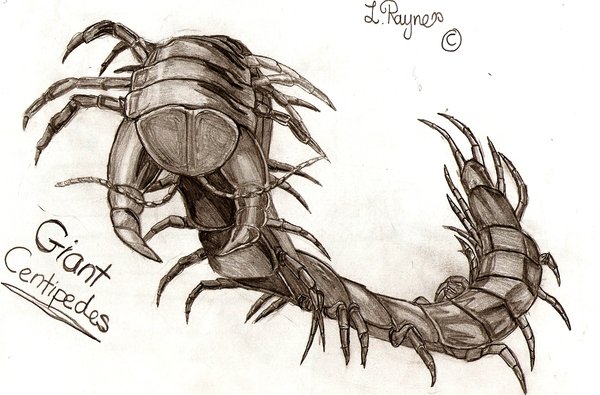 600x395 Giant Centipede By Sunyn - Centipede Sketch