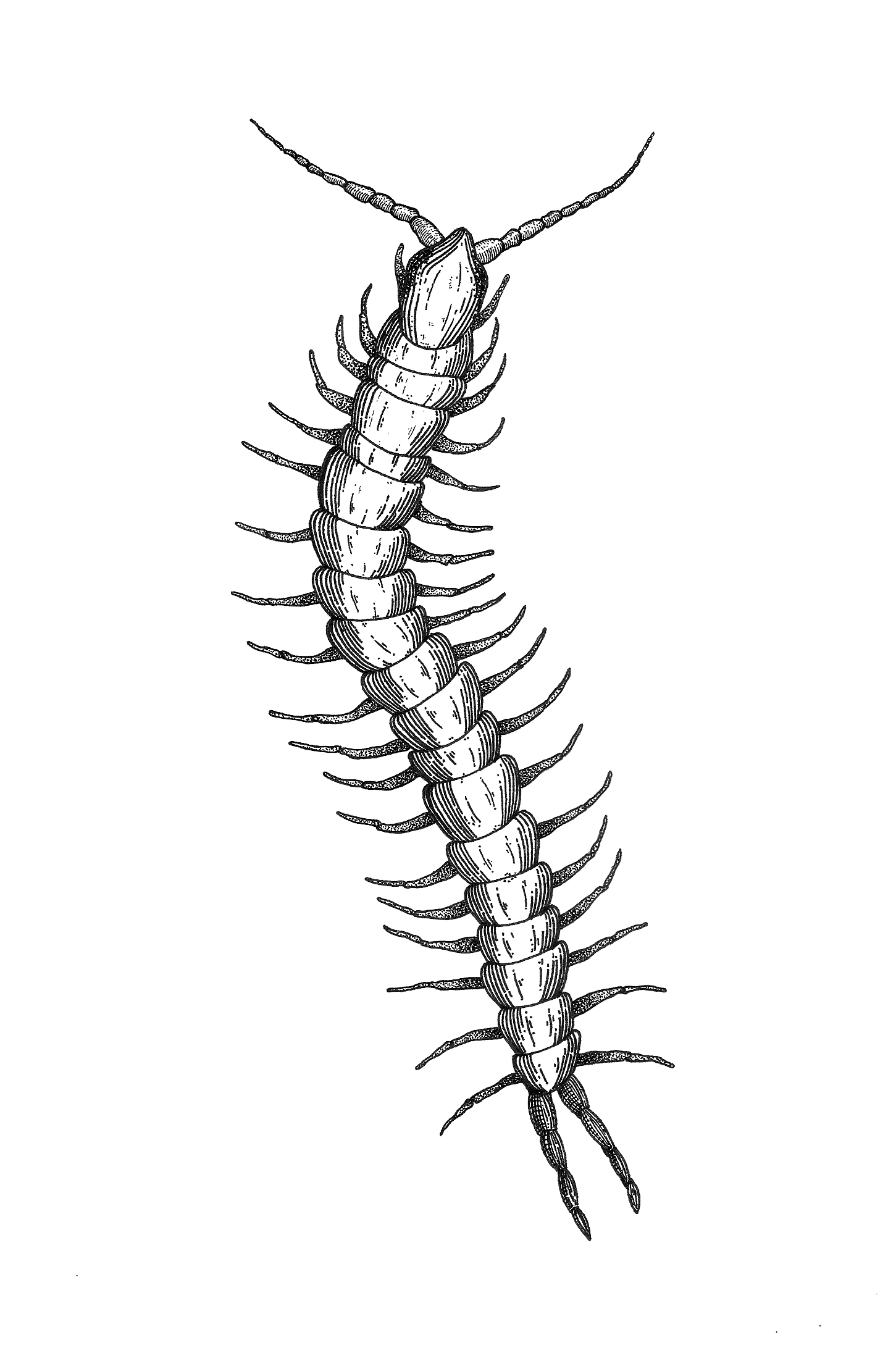 Centipede Sketch at Explore collection of