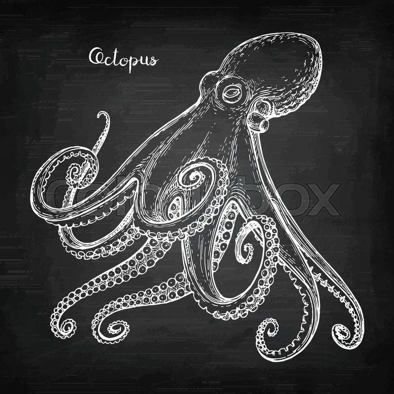 800x800 Octopus Chalk Sketch On Blackboard Background. Hand Drawn Vector - Chalk Sketch