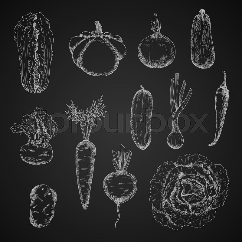800x800 Chalkboard With Sketched Farm Juicy Carrot And Cucumber, Cabbage - Chalkboard Sketches