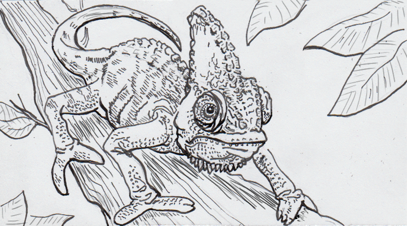 818x456 Chameleons Climb With Consolidated But Complex Toes A New - Chameleon Sketch