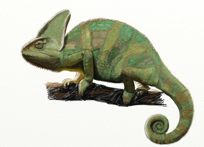 800x576 How To Draw A Chameleon - Chameleon Sketch