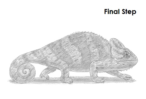 500x340 How To Draw A Chameleon - Chameleon Sketch