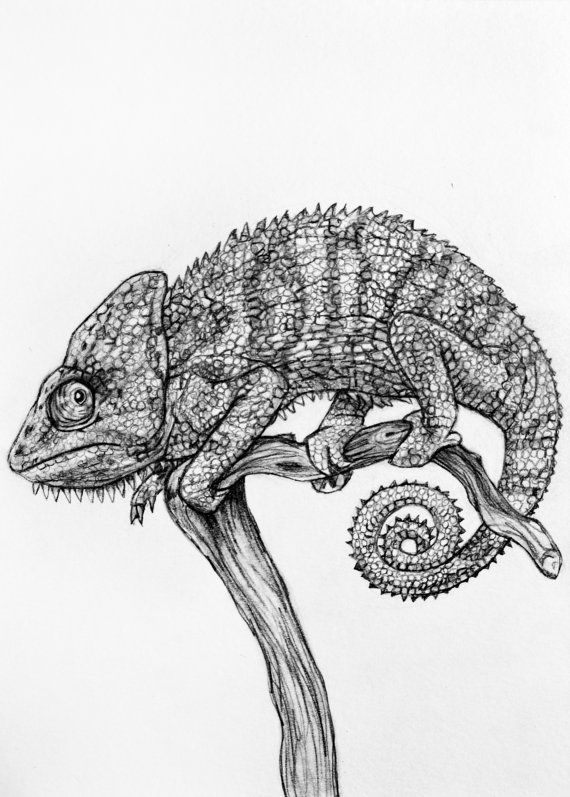 570x797 Original Pencil Drawing - Chameleon Sketch