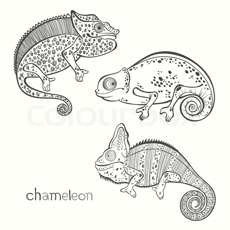 800x800 Set Of Chameleon Isolated On White Background. Hand Drawn Vector - Chameleon Sketch