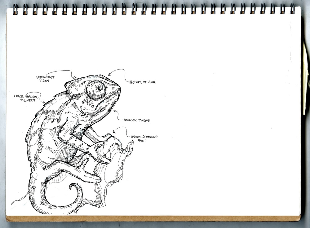 1000x736 Sketchbook - Chameleon Sketch
