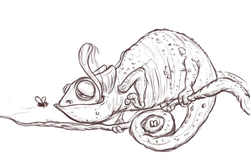 830x536 Sketchbook Hungry Chameleon Sketchbook - Chameleon Sketch