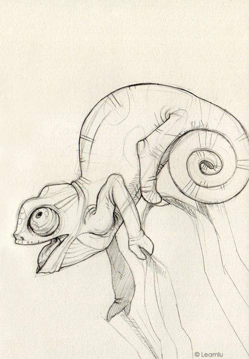 500x721 Chameleon Sketch - Chameleon Sketch