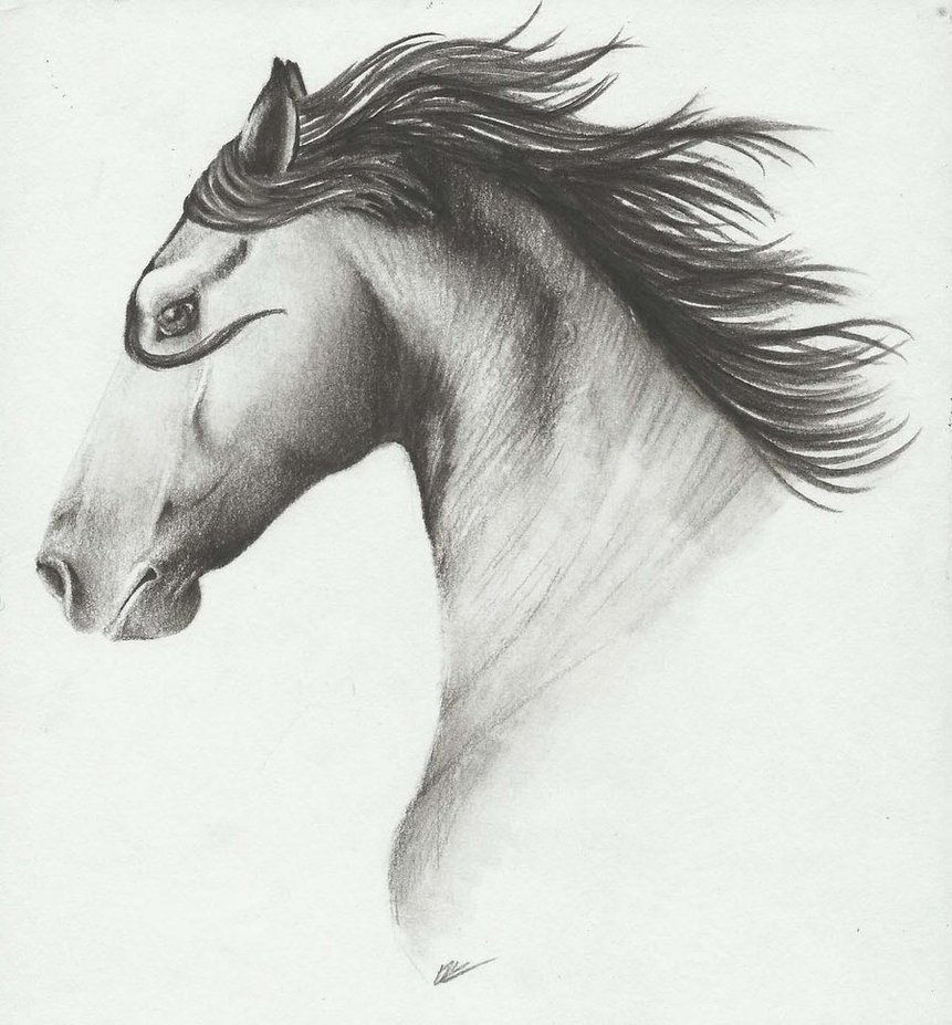 861x927 Charcoal Horse By Huntergirl463 - Charcoal Horse Sketch