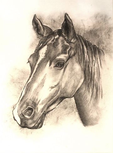 360x488 Charcoal Horse Sketch Commission Posters Amp Pictures - Charcoal Horse Sketch