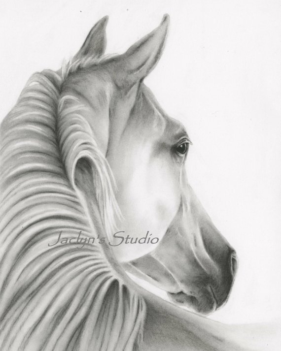 570x713 Horse Print 8x10 Charcoal Horse Drawing Etsy - Charcoal Horse Sketch