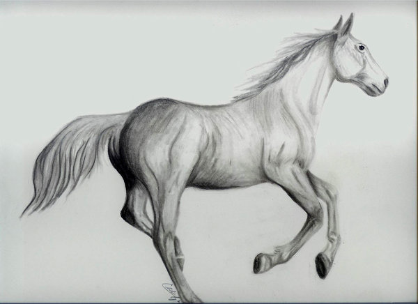 600x436 Horse In Charcoal By Bloodwolf666 - Charcoal Horse Sketch