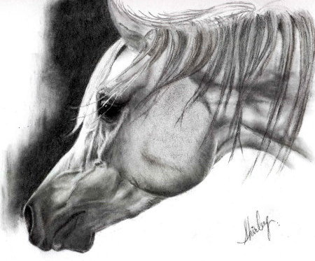 450x373 Horses In Charcoal - Charcoal Horse Sketch