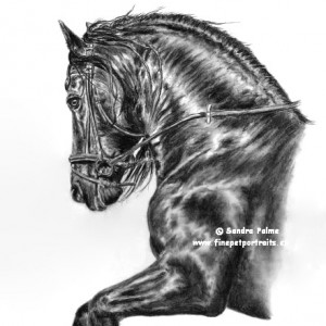 300x300 Charcoal Horse Drawings - Charcoal Horse Sketch