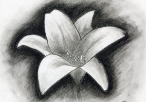300x210 Charcoal Sketches Of Flowers Pencil Art Gallery Rose Flowers Art - Charcoal Sketch Ideas