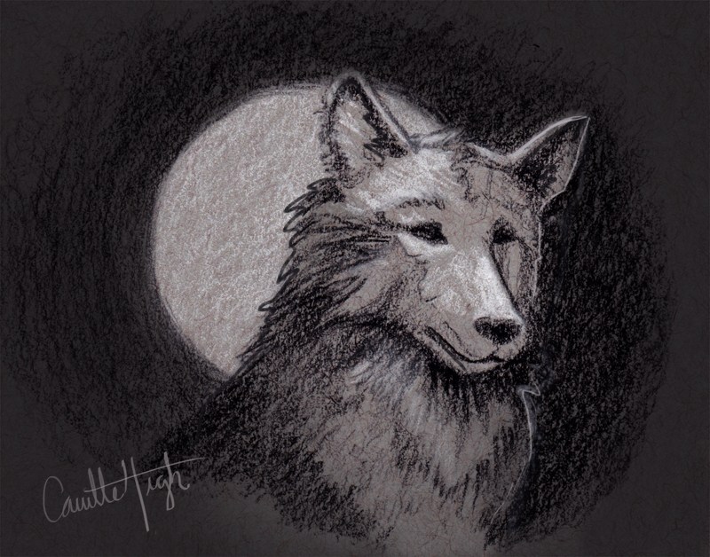 800x628 Camille Meehan Wolf Charcoal Sketches Camille Meehan - Charcoal Sketches