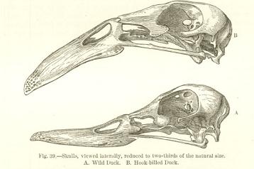 358x238 Christs Darwin200 - Charles Darwin Sketches