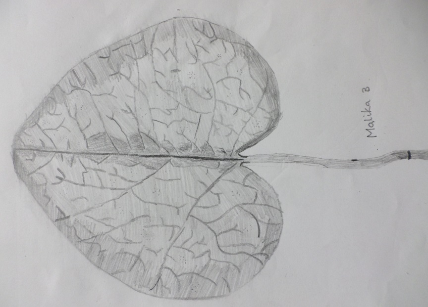 864x621 Creative Rydon Year Six Charles Darwin - Charles Darwin Sketches