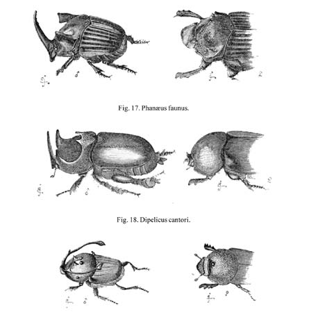 445x450 Darwin, Charles Beetle - Charles Darwin Sketches