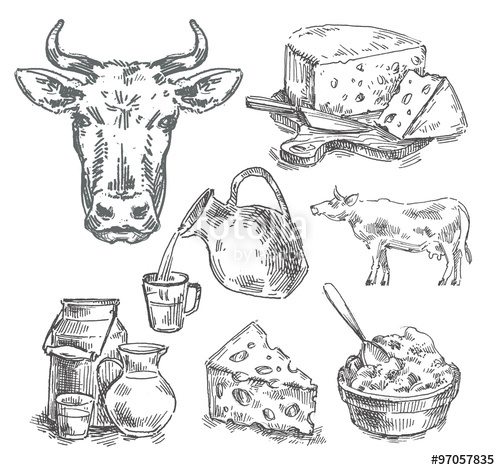500x470 Hand Drawn Cow, Milk, Cheese. Sketch Stock Photo And Royalty Free - Cheese Sketch