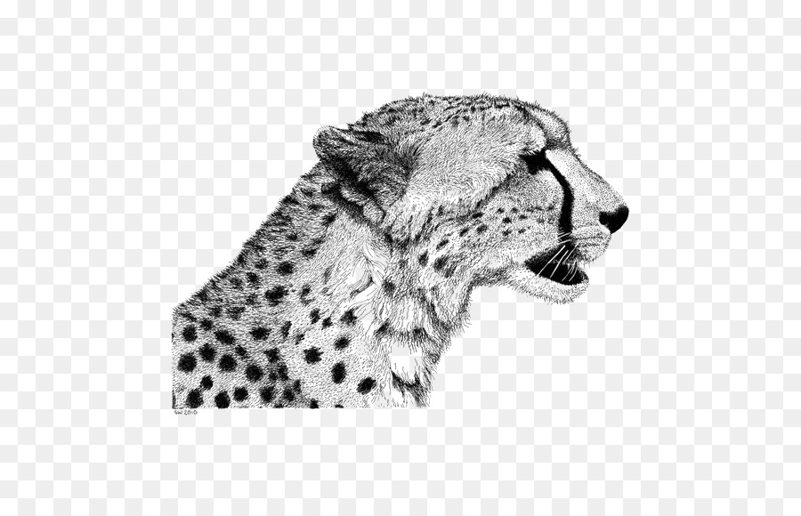 900x580 Cheetah Drawing Lion Sketch - Cheetah Print Sketch