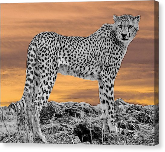 546x501 Cheetah Sketch Canvas Prints Pixels - Cheetah Print Sketch