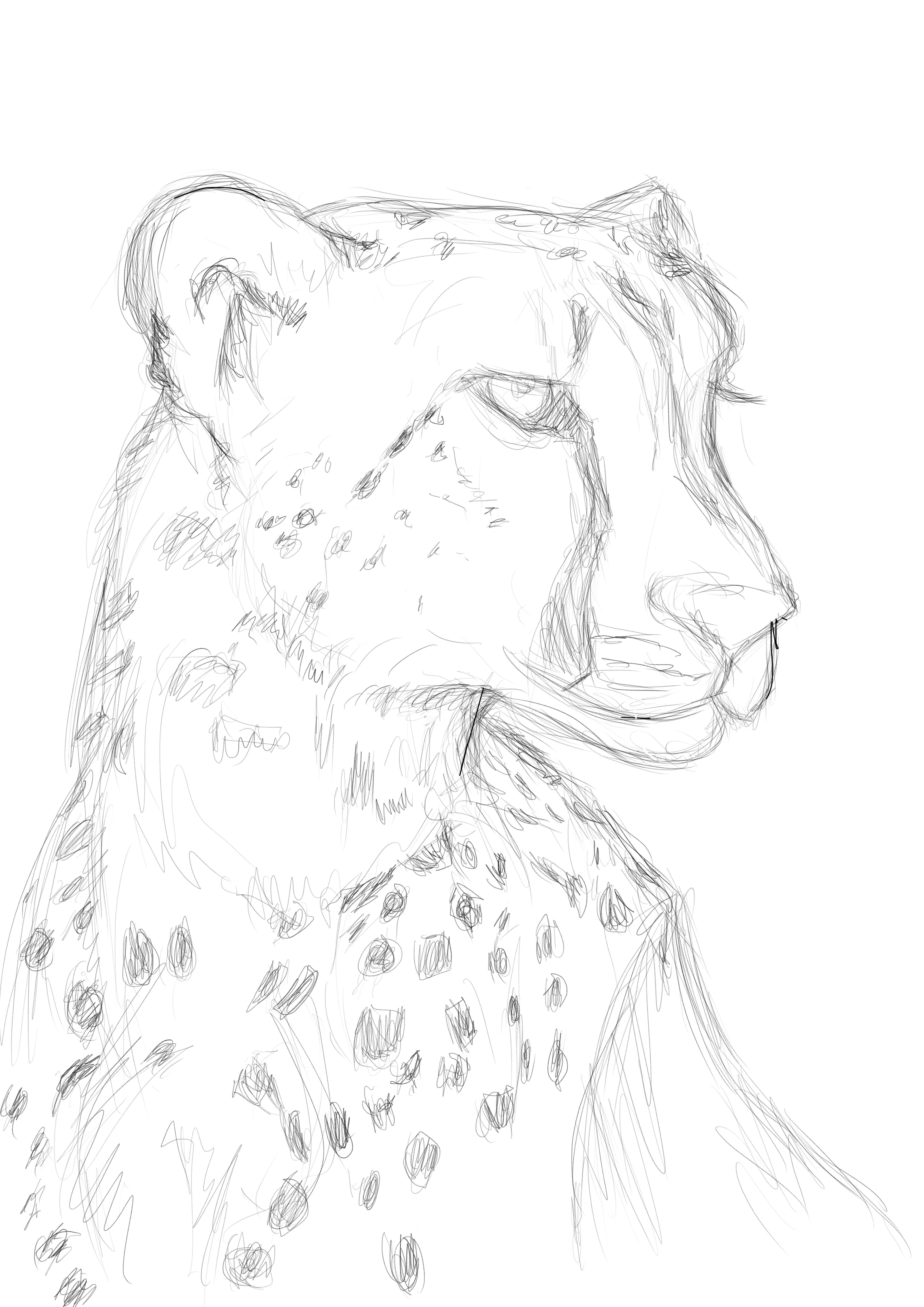 3508x4961 Cheetah Sketch Stuart Hogton - Cheetah Print Sketch