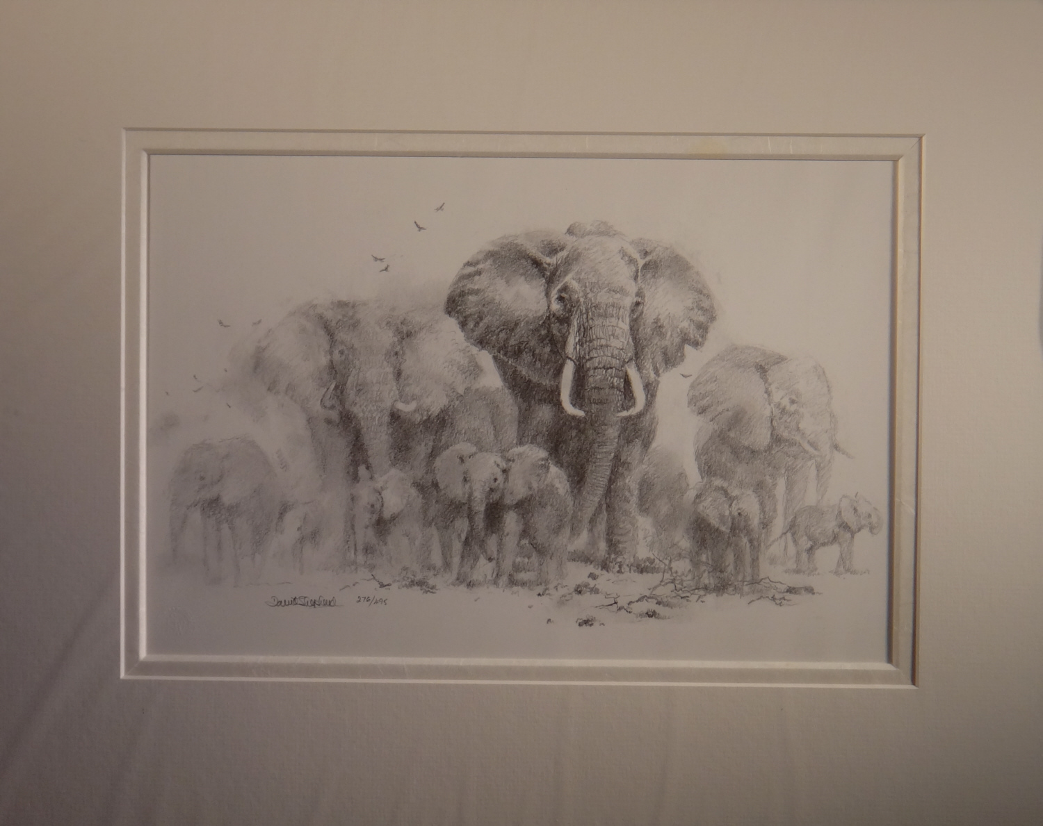 1500x1189 David Shepherd, Elephant,tigers, Pandas, Cheetahs, Pencil Drawings - Cheetah Print Sketch