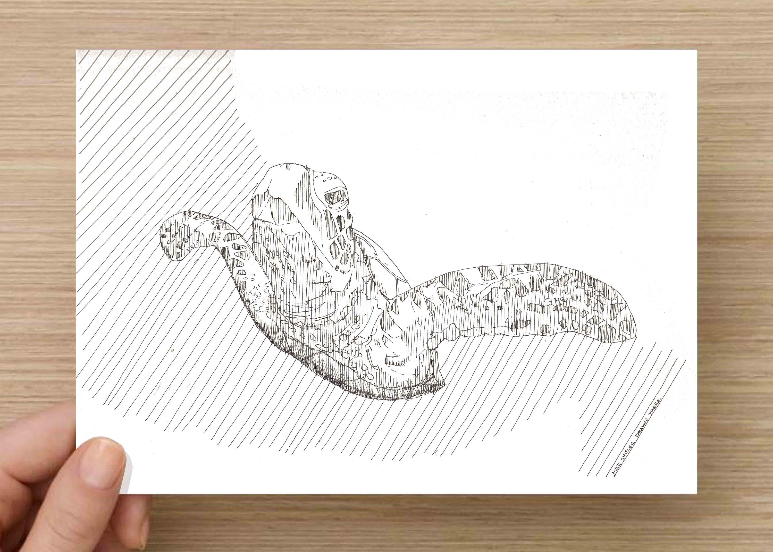3000x2143 Ink Drawing Of Sea Turtle - Cheetah Print Sketch