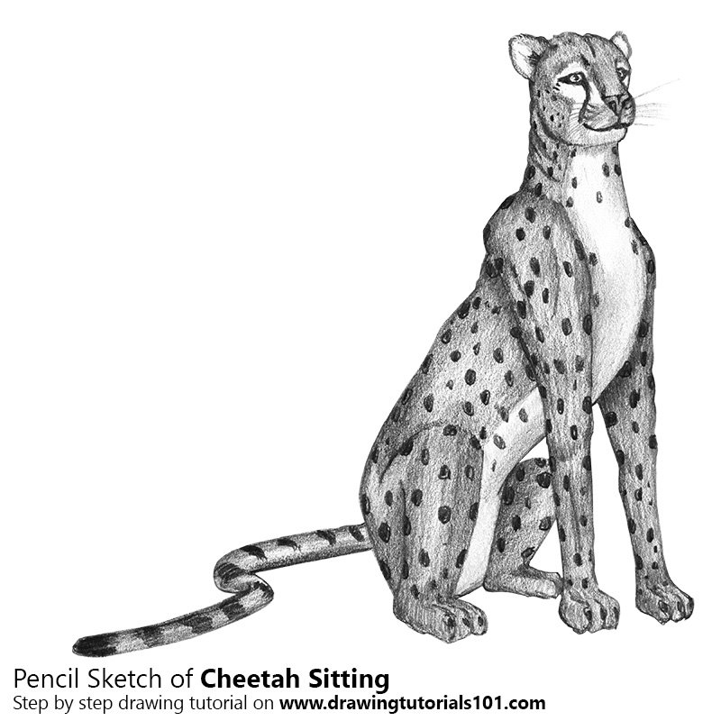 800x800 Cheetah Sitting Pencil Drawing - Cheetah Running Sketch