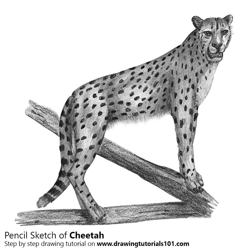 800x800 Drawn Cheetah Cheeta - Cheetah Running Sketch