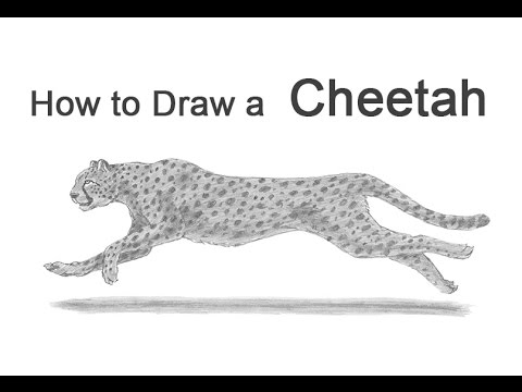 480x360 How To Draw A Cheetah Running - Cheetah Running Sketch