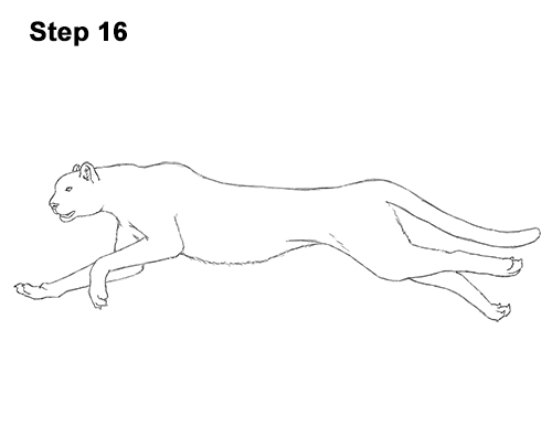 500x386 How To Draw A Cheetah Running - Cheetah Running Sketch