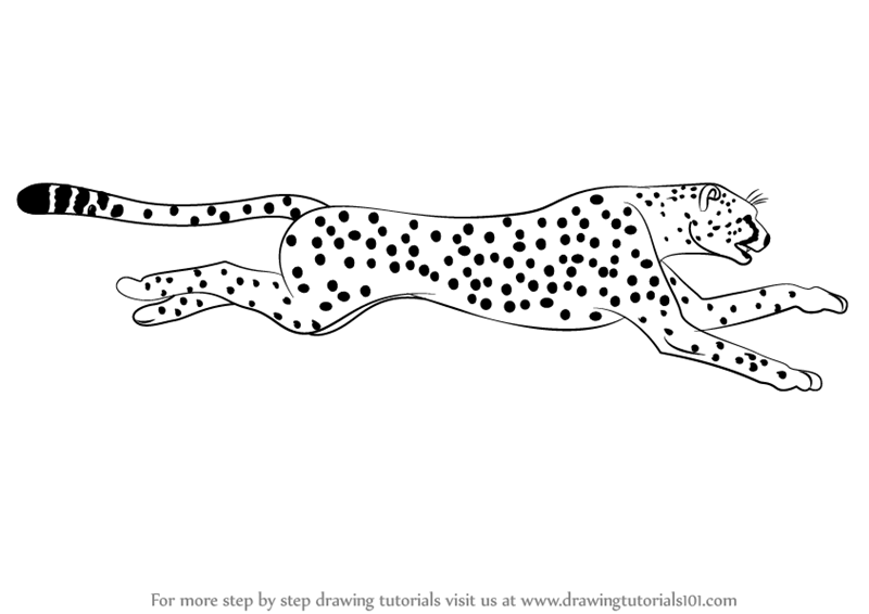 800x566 Learn How To Draw A Cheetah Running (Big Cats) Step By Step - Cheetah Running Sketch