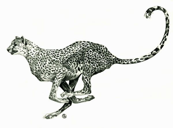 600x444 Running Cheetah Drawing Art, Paintings, Dance, Matador In 2018 - Cheetah Running Sketch