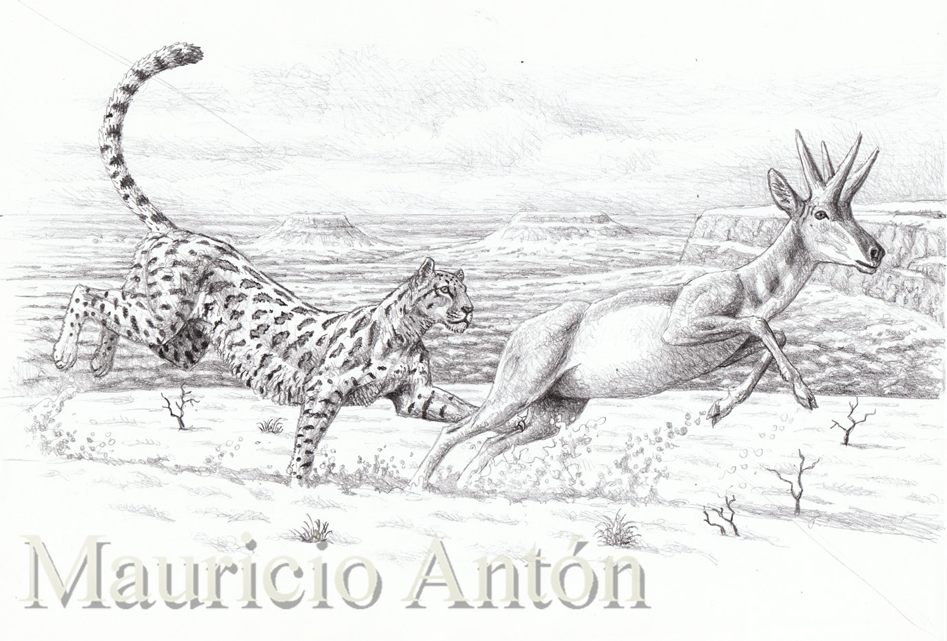 1375x931 Vanished With The Sabertooths The American Cheetahs Chasing - Cheetah Running Sketch