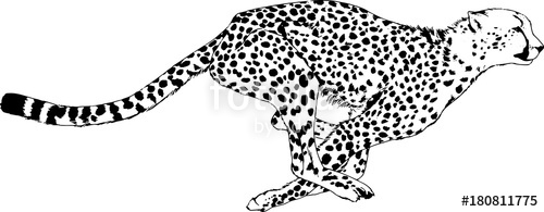 500x195 Running Cheetah Drawn With Ink From Hands Without The Background - Cheetah Running Sketch