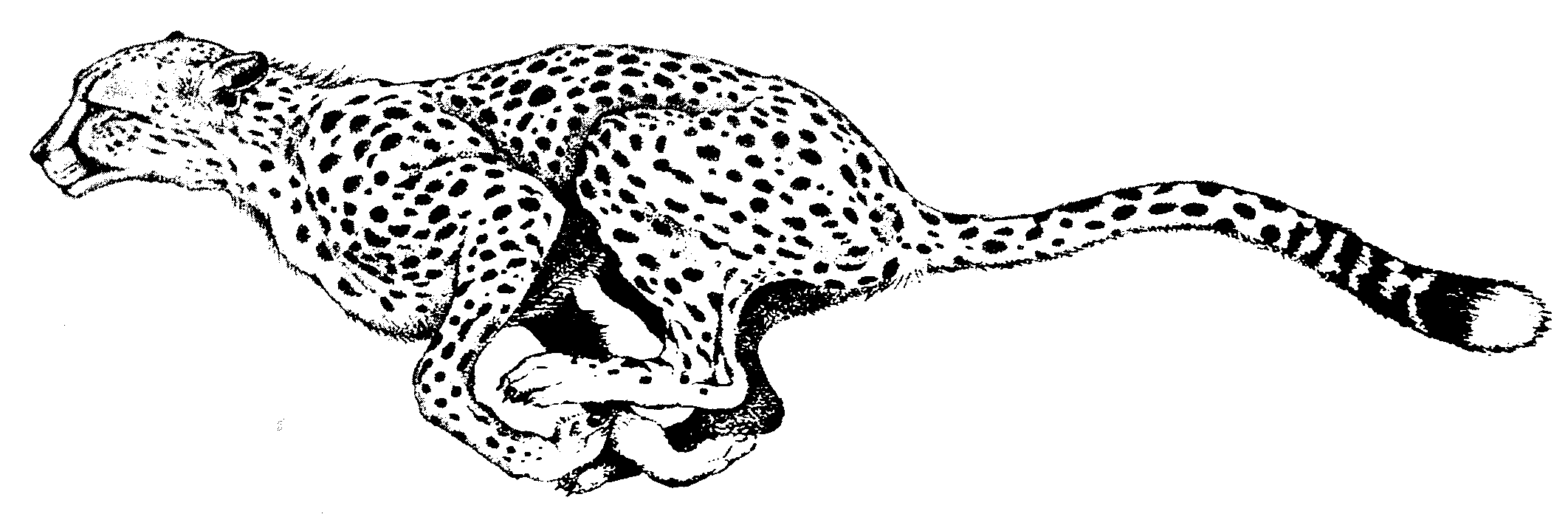 2124x696 Running Cheetah Cheetahanimal Print Bedroom - Cheetah Running Sketch