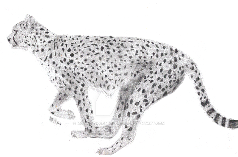 800x528 Cheetah Running Drawing - Cheetah Running Sketch