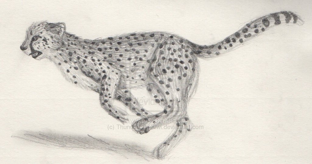 1024x540 Cheetah Running Drawings - Cheetah Running Sketch